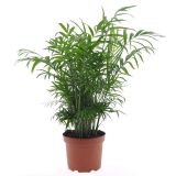 SOBNA ZELENA RASTLINA GORSKA PALMA L17 CM