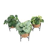 SOBNA ZELENA RASTLINA KOKODAMA NA STOJALU L15 CM