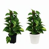 SOBNA ZELENA RASTLINA NA OPORI L15 CM