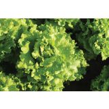 LISTNA ZELENJAVA SOLATA 9 KOS ROZETASTA