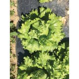 LISTNA ZELENJAVA SOLATA 9 KOS ROZETASTA