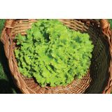 LISTNA ZELENJAVA SOLATA 9 KOS ROZETASTA