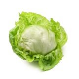 LISTNA ZELENJAVA SOLATA ICEBERG 8/1 PRECOCE ADELA KULTIPAK