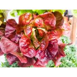 LISTNA ZELENJAVA L'ORTO FRUTTIFERO SOLATA RDEČA CANASTA 8/1 CARMEN KULTIPAK