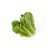 LISTNA ZELENJAVA L'ORTO FRUTTIFERO SOLATA ROMANA TEMNA 8/1 DEGLI ORTOLANI KULTIPAK