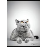 ŠOLSKI ZVEZEK STREET FRIENDS A4 ČRTAN Z ROBOM, 54 LISTOV, SORT