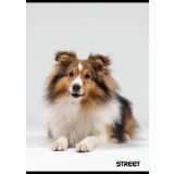 ŠOLSKI ZVEZEK STREET FRIENDS A4 KARO 1 CM, 54 LISTOV, SORT