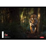 ŠOLSKI ZVEZEK TARGET A4 BREZČRTNI ANIMAL 52L 16530