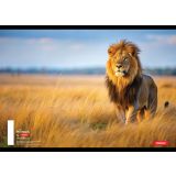 ŠOLSKI ZVEZEK TARGET A4 BREZČRTNI ANIMAL 52L 16530