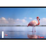 ŠOLSKI ZVEZEK TARGET A4 KARO 1CM ANIMAL 21621