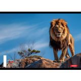 ŠOLSKI ZVEZEK TARGET A5 ČRTE ANIMAL 16526