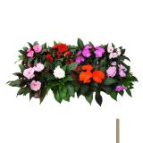 SEZONSKA RASTLINA SONČNE VODENKE MIX NOVA GVINEJA L12