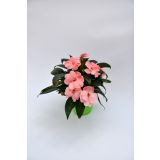 SEZONSKA RASTLINA SONČNE VODENKE MIX NOVA GVINEJA L12