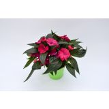 SEZONSKA RASTLINA SONČNE VODENKE MIX NOVA GVINEJA L12