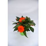 SEZONSKA RASTLINA SONČNE VODENKE MIX NOVA GVINEJA L12