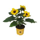 CVETOČA SOBNA RASTLINA SONČNICA SUNSATION L13 VIŠ 35 CM