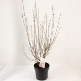 GRM ŠPANSKI BEZEG RED PIXIE L21