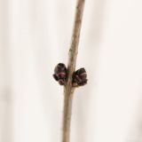 GRM ŠPANSKI BEZEG RED PIXIE L21