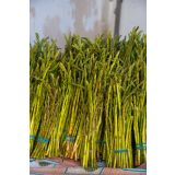 VRTNINA L'ORTO FRUTTIFERO ŠPARGELJ MONTINA 1/1 L10