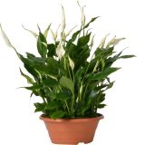 SPATIFIL BELLINI V SKLEDI L23