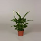 SPATIFIL CAVALLI L12