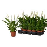 SPATIFIL CAVALLI L12