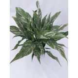 SPATIFIL DIAMOND MIX L14CM VIŠ 50CM