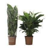 SPATIFIL LAURETTA L24 VIŠ 100 CM