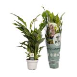 SPATIFIL STRAUSS L13 CM