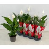 SPATIFIL SWEET CHICO A1 L13