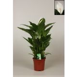 SPATIFIL SWEET LAURETTA L19