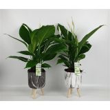 SPATIFIL V OKRASNEM LONCU L16