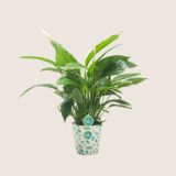 SPATIFIL VIVALDI L17