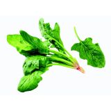 LISTNA ZELENJAVA L'ORTO FRUTTIFERO ŠPINAČA PLEZALKA 1/1 SPINACIO RAMPICANTE L10