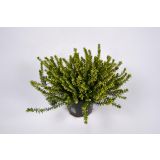 JESENSKA VRESA SPOMLADANSKA MIX L12