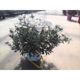 MEDITERANSKE RASTLINE SREBRNI SLAK L19