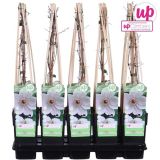 POPENJAVKA SROBOT 'MISS BATEMAN' L15