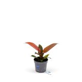 FILODENDRON STARFIRE L9