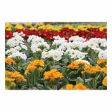 PRIMULA STEBELNA STIELETTO L11