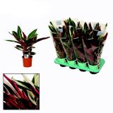 SOBNA ZELENA RASTLINA STOMANT L14