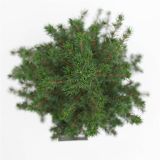 IGLAVEC STOŽČASTA SMREKA L19