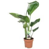 STRELICIJA NICOLAI L13