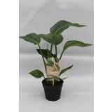 STRELICIJA NICOLAI L13