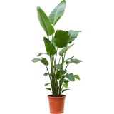 STRELICIJA NICOLAI L17