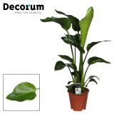 STRELICIJA NICOLAI L19