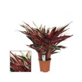 SOBNA ZELENA RASTLINA STROMANTA L17 VIŠ 80CM