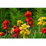 STRUKTURNA CVETOČA RASTL. KANA L12 CM