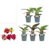 STRUKTURNA CVETOČA RASTL. KANA L12 CM