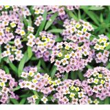 STRUKTURNA CVETOČA RASTL. VOLMARY LOBULARIA MARITIMA LUCIA WHITE COLOURS L12