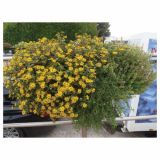 STRUKTURNA CVETOČA RASTL. VOLMARY SANVITALIA PROCUMBENS SOLARIS L12